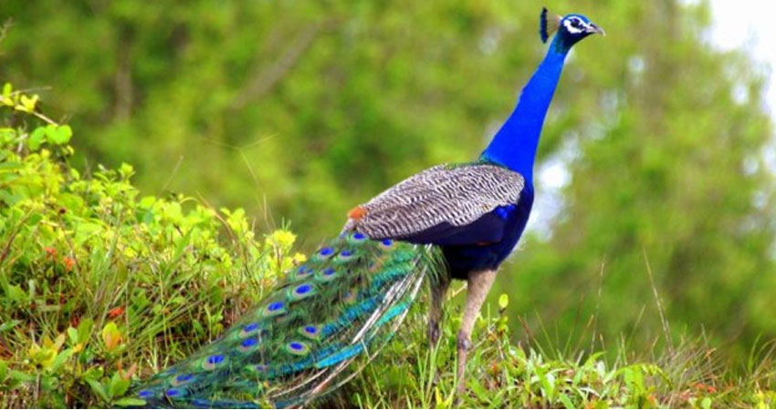 Wild Life Sanctuaries Goa, Best Tours in Goa