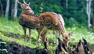 Wildlife tour in Goa